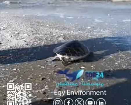 Egypt is making strenuous efforts to protect the Mediterranean Sea environment